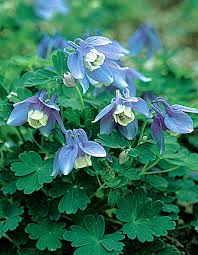 Image result for Aquilegia flabellata ministar