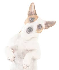Lucie neighbors watched a dog get the ride of a lifetime. North Port Animal Hospital Saint Lucie Veterinarian Boarding Pet Services