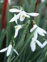 Snowdrop Is Example Of Spring Bulb Blue Flowers Garden White And Blue Flowers White Plants