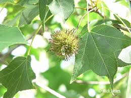 Image result for Liquidambar formosana