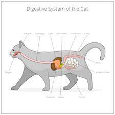 Other signs of tumours (benign or cancerous) affecting internal organs can include loss of appetite, weight loss, lethargy and weakness, difficulty in breathing, limping and recurrent digestive problems. My Cat Was Diagnosed With Inflammatory Bowel Disease Ibd Animalbiome