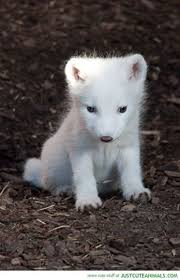 Image result for cute baby animals