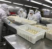 Wholesale IQF Frozen Taro Supplier Exporter China