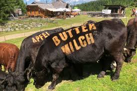 Hüttenwirt nutzt Kühe als Werbebanner und wird angezeigt | agrarheute.com