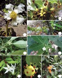 Image result for Peraceae