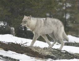 Sells out quickly every year. Labrador Or Gray Wolf In Quebec Canada Borders West Maine Looks Like The Maine Wolf Coincidence I Think They Ve Been Migratin Canis Lupus Canis Grey Wolf