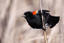 Black Bird With One White Stripe On Wing Chicago Bird Of The Week Red Winged Blackbird Black Bird Red Wing Blackbird Bird