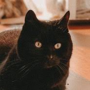 Hund katze nagetier vogel reptil pferd sonstige. Katzen In Not Diese Katzen Suchen Ein Zuhause In Wuppertal Umgebung Pechpfoten E V