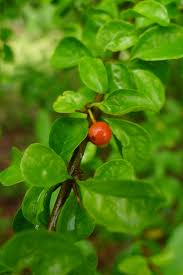 Image result for Canthium