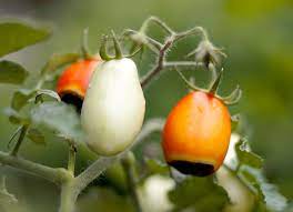 Rotom tomatoes