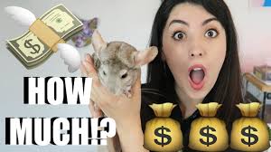 Get comfy with bed blankets. Pet Chinchillas How Much Do They Cost Pets Youtube