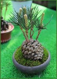 Como Hacer Un Bonsai Bonsai Como Hacer Un In 2020 Pflanzen Garten Pflanzen Pflanzideen