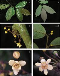 Image result for Sericanthe suffruticosa