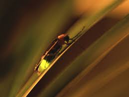 Luciole Photo Taylor S Kennedy Firefly National Geographic Catching Fireflies