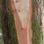 Image result for Oxyanthus speciosus