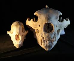 Black Bear Vs Grizzly Bear Size Difference 4 Dog Blog Bear Skull Animal Skulls Skull
