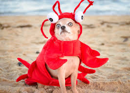 Are you ready to burst into laughter with memes? Funny Photos You Won T Be Able To Stop Laughing At Reader S Digest