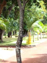 Image result for Brexia madagascariensis