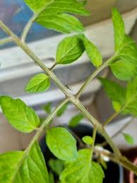 Image result for BLACKFLY ON TOMATO PLANTS