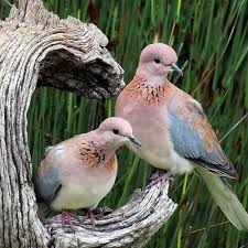 Ucun Kuslar Ucun Gittiginiz Yerelere Benide Goturun With Images Beautiful Birds Birds Nature Birds