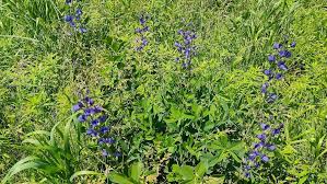Image result for Baphia multiflora