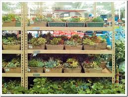 The makeup of the soil is key, since cacti have specific density and nutritional requirements. Succulent Gardens At Costco