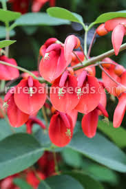 Image result for Erythrina crista-galli