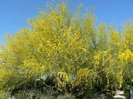 I recommend this flowering plant to people who want color in their landscaping. Parkinsonia Florida Wikipedia