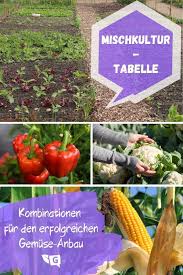 Mischkulturtabelle Diese Gemusesorten Vertragen Sich Gartendialog De Gemuse Anpflanzen Gemuseanbau Wintergemuse Anbauen
