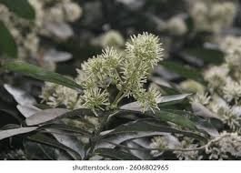 Image result for Pavetta uniflora