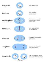 Cell Division And Mitosis Worksheet Answer Key And 13 Best Cell Division Images On Pinterest Mitosis Biology Lessons Teaching Biology
