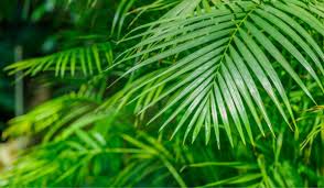 Image result for Dypsis