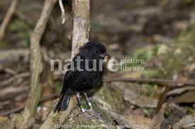 Over 204,618 bird black pictures to choose from, with no signup needed. Nature Picture Library Chatham Island Black Robin Petroica Traversi Wild Bird With Insect Prey South East Island Rangatira Chatham Islands New Zealand Endangered Species Once The Rarest Bird In The World Down