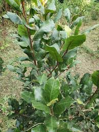 Image result for Prunus africana
