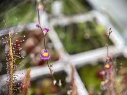 Image result for Utricularia welwitschii