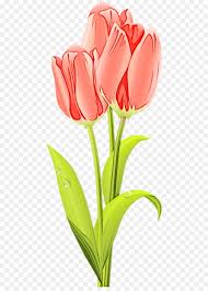 Download and use 10,000+ flowers stock videos for free. Flower Tulip Cut Flowers Petal Clip Art Png Download 500 1243 Free Transparent Watercolor Png Download Cleanpng Kisspng