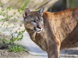This category is about the big felinae genus. Puma Flinke Katze Aus Amerika