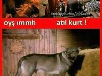 Atil Kurt