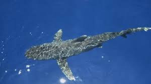 You can find many species of fish and this type of shark. Haie Zu Wasser Zu Land Und In Der Luft Zdfmediathek