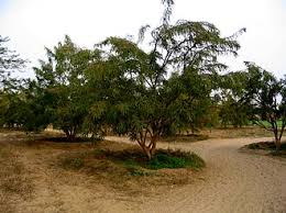 Image result for Phyllanthus hutchinsonianus