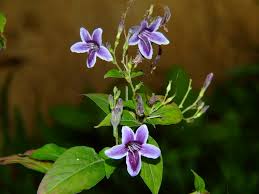 Image result for Asystasia intrusa