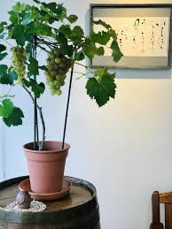 お休みのお知らせ ロール カステラ パイの店
