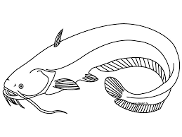 Set off fireworks to wish amer. Coloring Catfish Coloring Pages Color Catfish