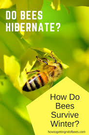 In many species, only the queen survives the winter, emerging in spring to reestablish a colony. Bees In Winter Do Bees Hibernate Bee Bee Keeping Hibernation