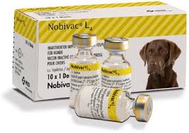 We did not find results for: Nobivac Lepto 2 Vaccination For Dogs Viovet