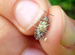 Why You Shouldn T Kill Woodlice Aka Pill Bugs Roly Polies Dengarden