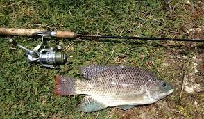 Prospek dari budidaya ikan nila juga sangat bagus jika kalian memang serius menjalaninya. Cara Mencari Sarang Ikan Nila Habitat Waktu Terbaik Mancing Nila