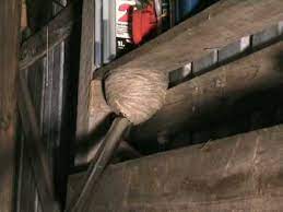 Whether the nest is in plain sight or hidden, it's best to often, homeowners attempt to do wasp nest removal themselves. Ampparipesan Imurointi Wasp Nest And A Vacuum Cleaner Youtube
