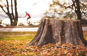 You've put up with the stump for a year, maybe more and you have finally had enough; How To Remove A Tree Stump Lovetoknow