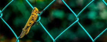 Local service in pompano beach, florida. Services Sharpshot Pest Control Serving South Florida